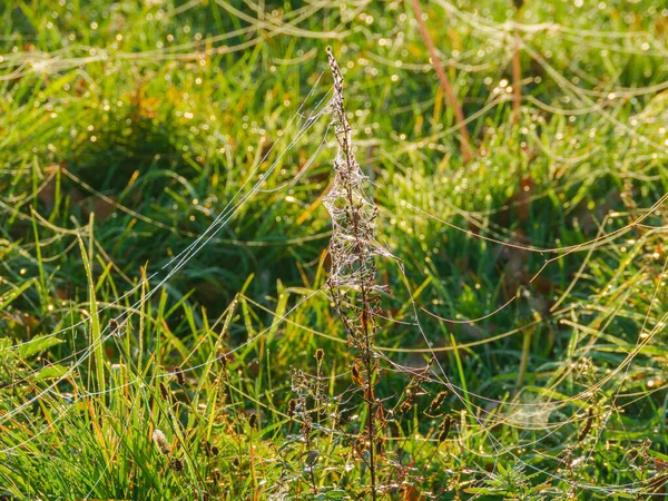 一片绿草如茵的草地 枯死的 褐色的杂草茎 用蜘蛛网包裹着 突出在草地之上 草和蜘蛛网上布满了露珠 被升起的太阳光照亮了 — 图库照片