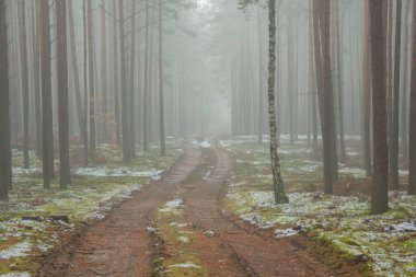 Uzun çam ormanı. Ağaçlar arasında sis sürükleniyor. Toprak çam iğneleriyle kaplı ve yosunlarla kaplanmış, beyaz kar parçalarıyla kaplı yerler..
