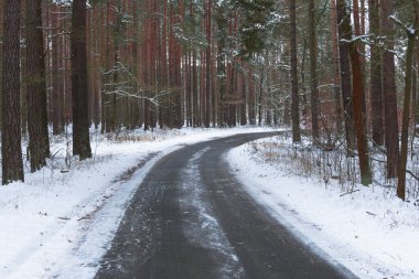 Uzun çam ormanı. Ağaçların arasında dar bir asfalt yol var. Ağaçlar, zemin ve yollar karla kaplı..