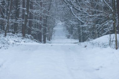 Uzun çam ormanı. Kış mevsimi, toprak, orman yolları, ağaç gövdeleri ve taçlar beyaz bir kar tabakasıyla kaplıdır..
