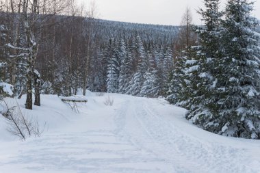 Kışın Polonya 'daki Karkonosze Dağları. Dağların yamaçları ve onların üzerinde büyüyen çim ağaçları kalın bir kar tabakasıyla kaplıdır..