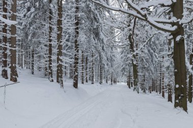 Kışın Polonya 'daki Karkonosze Dağları. Dağların yamaçları ve onların üzerinde büyüyen çim ağaçları kalın bir kar tabakasıyla kaplıdır. Ağaçların dalları kalın beyaz bir tabaka altında bükülür. Bulutlu bir gün..