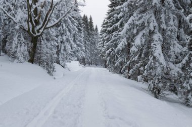 Kışın Polonya 'daki Karkonosze Dağları. Dağların yamaçları ve onların üzerinde büyüyen çim ağaçları kalın bir kar tabakasıyla kaplıdır. Ağaçların dalları kalın beyaz bir tabaka altında bükülür. Bulutlu bir gün..