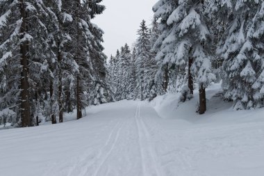 Kışın Polonya 'daki Karkonosze Dağları. Dağların yamaçları ve onların üzerinde büyüyen çim ağaçları kalın bir kar tabakasıyla kaplıdır. Ağaçların dalları kalın beyaz bir tabaka altında bükülür. Bulutlu bir gün..