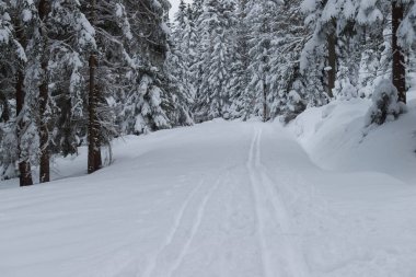 Kışın Polonya 'daki Karkonosze Dağları. Dağların yamaçları ve onların üzerinde büyüyen çim ağaçları kalın bir kar tabakasıyla kaplıdır. Ağaçların dalları kalın beyaz bir tabaka altında bükülür. Bulutlu bir gün..