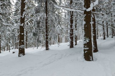 Kışın Polonya 'daki Karkonosze Dağları. Dağların yamaçları ve onların üzerinde büyüyen çim ağaçları kalın bir kar tabakasıyla kaplıdır. Ağaçların dalları kalın beyaz bir tabaka altında bükülür. Bulutlu bir gün..