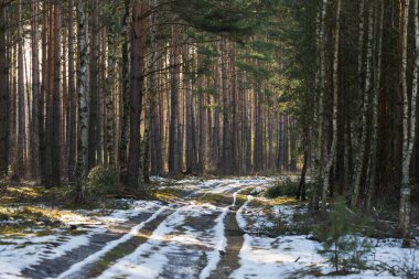 Uzun çam ormanı. Kış mevsimi, toprak, orman yolları, ağaç gövdeleri ve taçlar beyaz bir kar tabakasıyla kaplıdır..