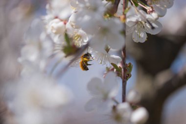Bahar günü kiraz bahçesi. Dallar küçük, beyaz çiçeklerle kaplı, arka planda gelişmekte olan yeşil yaprakları görebilirsiniz. Çiçeklerin arasında, arıların yem topladığını görebilirsiniz..