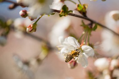 Bahar günü kiraz bahçesi. Dallar küçük, beyaz çiçeklerle kaplı, arka planda gelişmekte olan yeşil yaprakları görebilirsiniz. Çiçeklerin arasında, arıların yem topladığını görebilirsiniz..