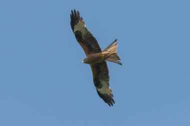 Vahşi yırtıcı kuş, mavi gökyüzüne karşı kanatlarını açarak uçan kırmızı uçurtma.