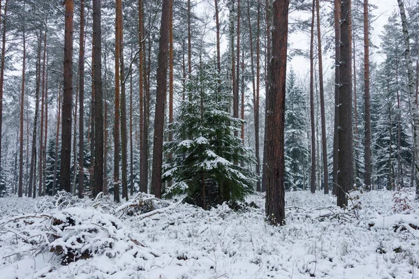 Высокий Сосновый Лес Зима Земля Лесные Дороги Стволы Короны Деревьев — стоковое фото