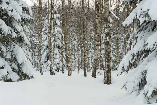 Горы Карконоше Польше Зимой Склоны Гор Растущие Ели Покрыты Толстым — стоковое фото