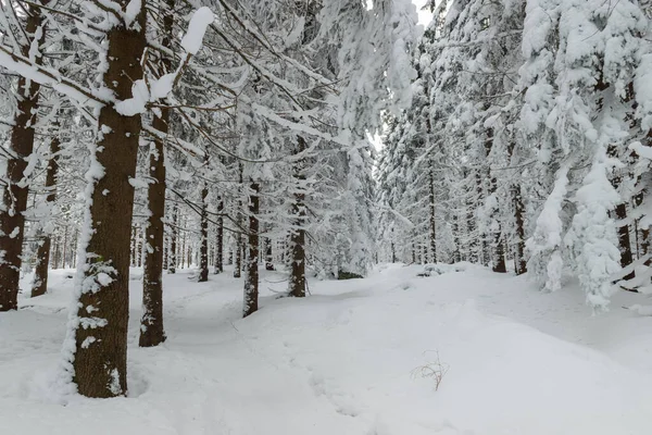 Горы Карконоше Польше Зимой Склоны Гор Растущие Ели Покрыты Толстым — стоковое фото