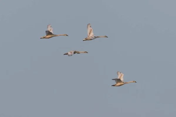 一群小天鹅在飞行 它们的羽毛还在黑暗中 它们的翅膀展开 它们的脖子向前伸展 — 图库照片