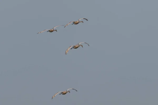 一群小天鹅在飞行 它们的羽毛还在黑暗中 它们的翅膀展开 它们的脖子向前伸展 — 图库照片