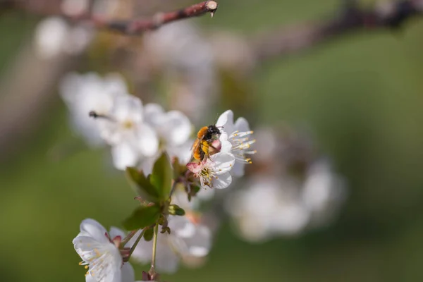 Kirschgarten Einem Frühlingstag Die Zweige Sind Mit Kleinen Weißen Blüten — Stockfoto