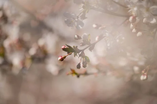 Cseresznyéskert Egy Napsütéses Tavaszi Napon Ágakat Kis Fehér Virágok Borítják — Stock Fotó