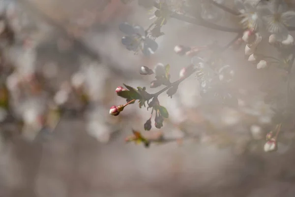 Cseresznyéskert Egy Napsütéses Tavaszi Napon Ágakat Kis Fehér Virágok Borítják — Stock Fotó