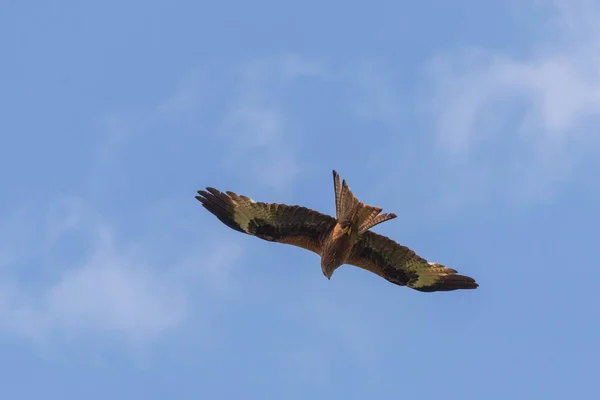 Vahşi Yırtıcı Kuş Mavi Gökyüzüne Karşı Kanatlarını Açarak Uçan Kırmızı — Stok fotoğraf