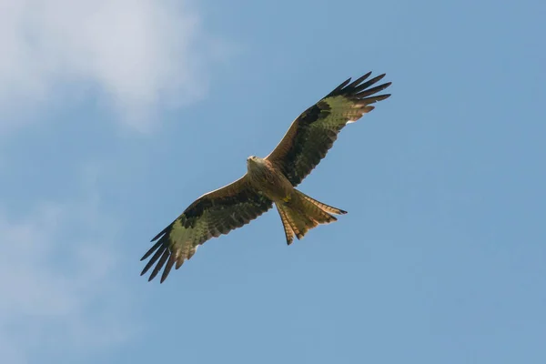 stock image Wild bird of prey, red kite with spread wings in flight against the blue sky.