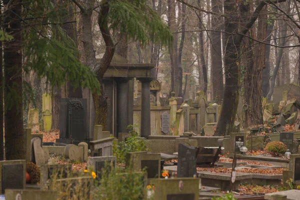 Jewish Cemetery Wroclaw Poland Old Graves Overgrown Green Moss Gloomy — Stock Photo, Image