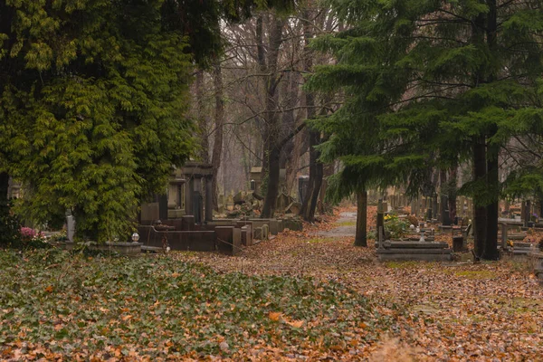 ポーランドのヴロツワフにあるユダヤ人墓地 古い墓は緑の苔で生い茂った 薄緑色の秋の日 茶色の葉の層で覆われた路地 — ストック写真