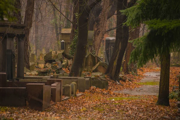 Еврейское Кладбище Вроцлаве Польша Старые Могилы Заросшие Зеленым Мхом Мрачный — стоковое фото