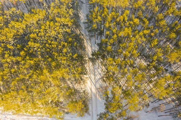 Las Sosnowy Zimą Widziany Dużej Wysokości Zdjęcie Zrobione Dronem Szczyty — Zdjęcie stockowe