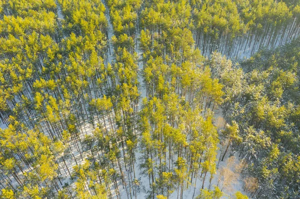 겨울의 소나무 높이에서 것이다 드론으로찍은 사진입니다 꼭대기는 녹색이다 나무들 사이의 — 스톡 사진