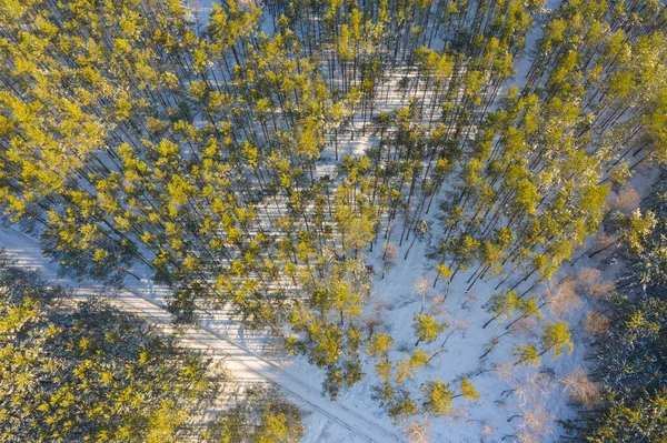 Сосновый Лес Зимой Видно Большой Высоты Фотография Сделана Дроном Верхушки — стоковое фото