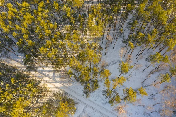 겨울의 소나무 높이에서 것이다 드론으로찍은 사진입니다 꼭대기는 녹색이다 나무들 사이의 — 스톡 사진