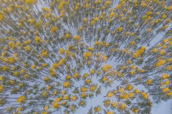 Fenyőerdő Télen Nagy Magasságból Nézve Egy Drónnal Készült Kép Fák — Stock Fotó