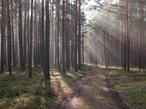 Ráno Vysoký Borový Les Mezi Stromy Plave Mlha Ozářená Slunečními — Stock fotografie