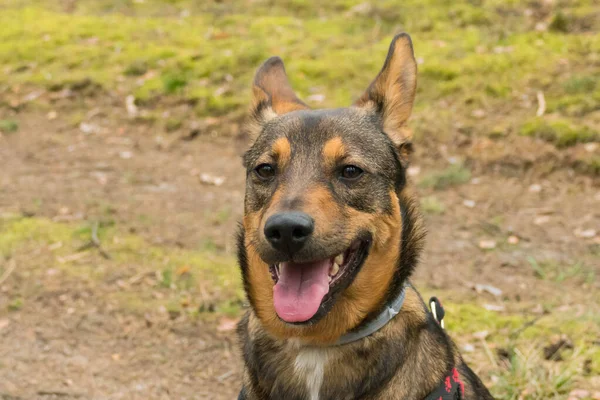 Svartbrun Hund Promenad Skogen Hunden Sitter Med Tungan Hängande Noga — Stockfoto