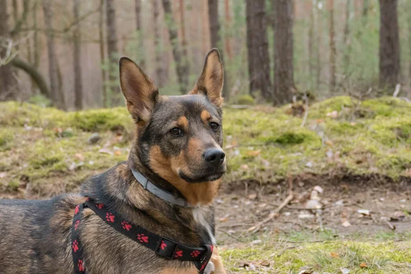 Svartbrun Hund Promenad Skogen Hunden Sitter Med Tungan Hängande Noga — Stockfoto