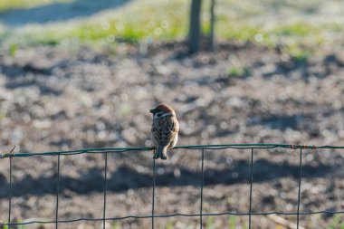 Bahçede güneşli bir kış günü. Küçük vahşi bir kuş, bir serçe, yeşil boyalı metal bir çitin üzerinde oturur..
