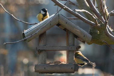Feeding wild birds in winter. A wooden feeder next to which you can see the great tit feeding.