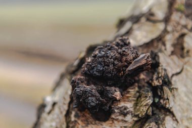 Podkortikal flaş, huş ağacının gövdesinde ve diğer yaprak döken ağaçlarda bulunan bir parazit mantar. Geleneksel olmayan ilaçlar, sağlığa iyi gelen özelliklere işaret ediyor..