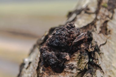 Podkortikal flaş, huş ağacının gövdesinde ve diğer yaprak döken ağaçlarda bulunan bir parazit mantar. Geleneksel olmayan ilaçlar, sağlığa iyi gelen özelliklere işaret ediyor..