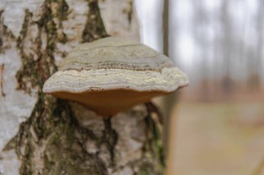Huş ağacının beyaz gözenekleri, huş ağacının gövdesinde bulunan bir parazit mantar, geleneksel olmayan tıbbın, sağlığa iyi gelen özellikleri.