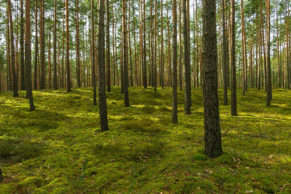 Tall Pine Forest Slightly Sloping Terrain Ground Covered Green Soft — Stock Photo, Image