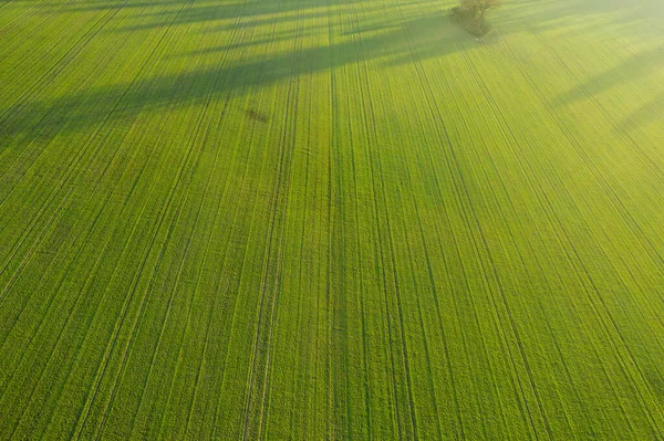 Lkbaharda Kış Tahılları Çıkar Yükseklerden Görünen Tarlalar Düşük Seviyeli Gelişmekte — Stok fotoğraf