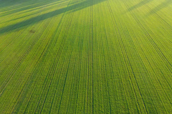 春天来了冬季谷物 从高处看农场 连成排的低矮 新兴的作物也是如此 这张照片是用无人机拍的 — 图库照片