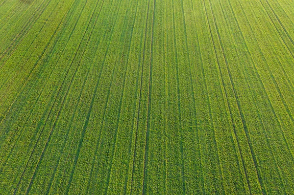 春天来了冬季谷物 从高处看农场 连成排的低矮 新兴的作物也是如此 这张照片是用无人机拍的 — 图库照片
