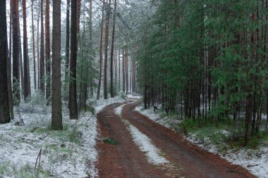 Şiddetli kar yağışında orman. Çam ormanı, uzun ve alçak ağaçlar. Ağaçların arasında bir orman yolu var. Zemin ince bir kar tabakasıyla kaplı..