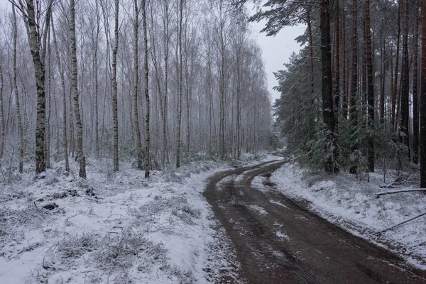 Лесная Дорога Зимой Левой Стороне Дороги Березовая Роща Справа Сосновый — стоковое фото