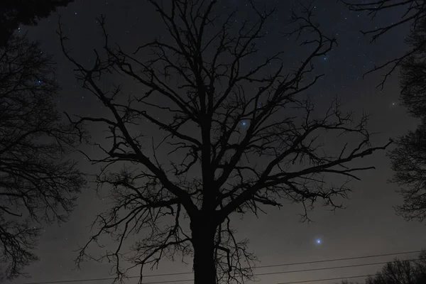 Nuit Ciel Légèrement Nuageux Sans Feuilles Branches Arbres Nus Par — Photo