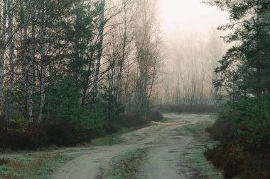 Bir orman yolu, kumlu rutlar, her iki tarafta da fundalarla kaplı yol kenarları, her iki tarafta da büyüyen genç çam ağaçları. Güneşli bir sabah, güneşin doğuşuyla aydınlanan ağaçlar arasında narin bir sis süzülür. Sisin içinden geçen ışık resim çizgileri oluşturur..