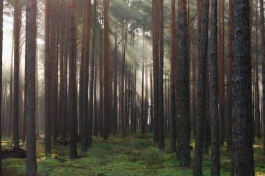 Uzun bir çam ormanında puslu bir sabah. Uzun bir çam ormanı. Güneşli bir sabah, güneşin doğuşuyla aydınlanan taçlar arasında narin bir sis süzülür. Sisin içinden geçen ışık resim çizgileri oluşturur..