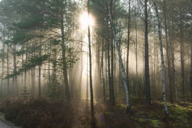 Bir orman yolu, kumlu rutlar, her iki tarafta da fundalarla kaplı yol kenarları, her iki tarafta da büyüyen genç çam ağaçları. Güneşli bir sabah, güneşin doğuşuyla aydınlanan ağaçlar arasında narin bir sis süzülür. Sisin içinden geçen ışık resim çizgileri oluşturur..